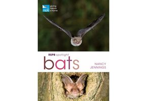 RSPB Spotlight Bats