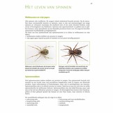 Basisgids Spinnen