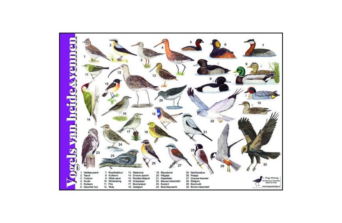 Recognition card Birds of heather and fens