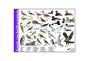 Identification Card Birds of heather and fens