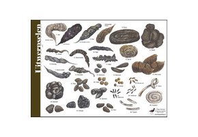 Identification Card Feces