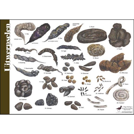 Identification Card Feces