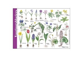 Bestimmungshilfe Frühlingsblumenzwiebeln