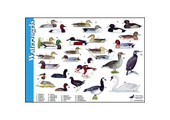 Identification Card Waterfowl