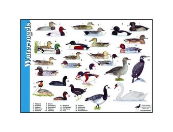 Herkenningskaart Watervogels