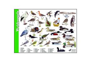 Herkenningskaart Weidevogels