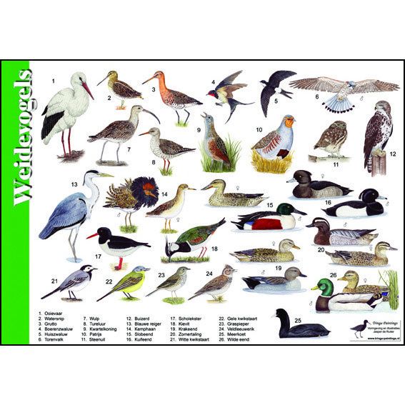 Identification Card Meadow Birds