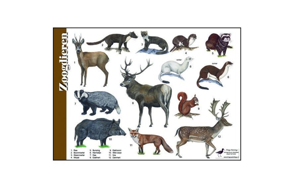 Herkenningskaart Zoogdieren