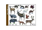 Identification Card Mammals