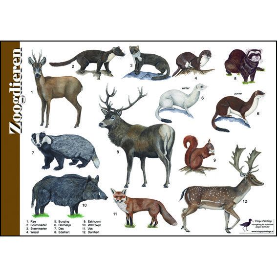 Identification Card Mammals