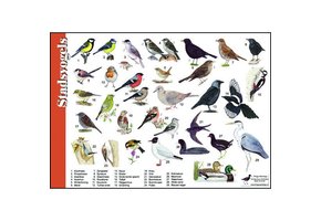 Identification Card City Birds