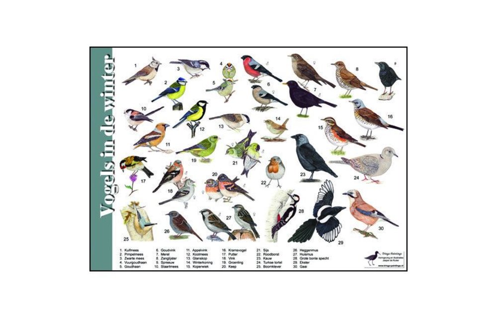 Herkenningskaart Vogels in de winter