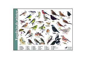 Identification Card Birds in Winter
