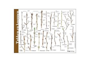 Bestimmungshilfe Zweige und Knospen