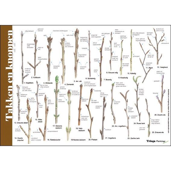 Identification Card Branches and Buds