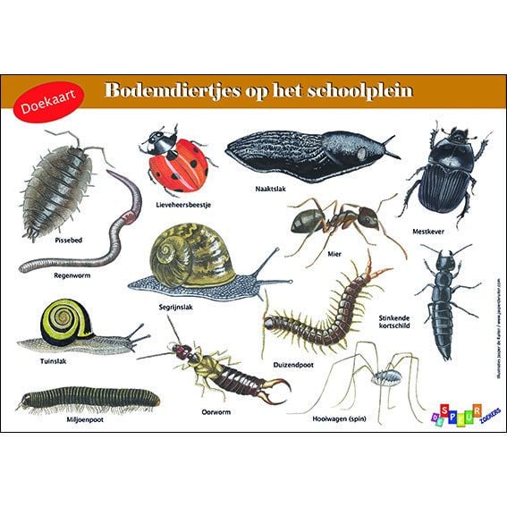Doekaart Bodemdiertjes op het schoolplein