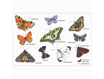 Lens Cloth Butterflies