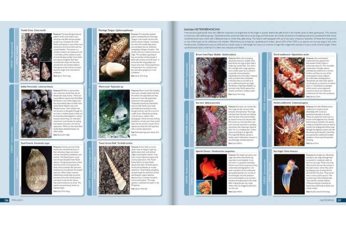 The Marine World: A Natural History of Ocean Life