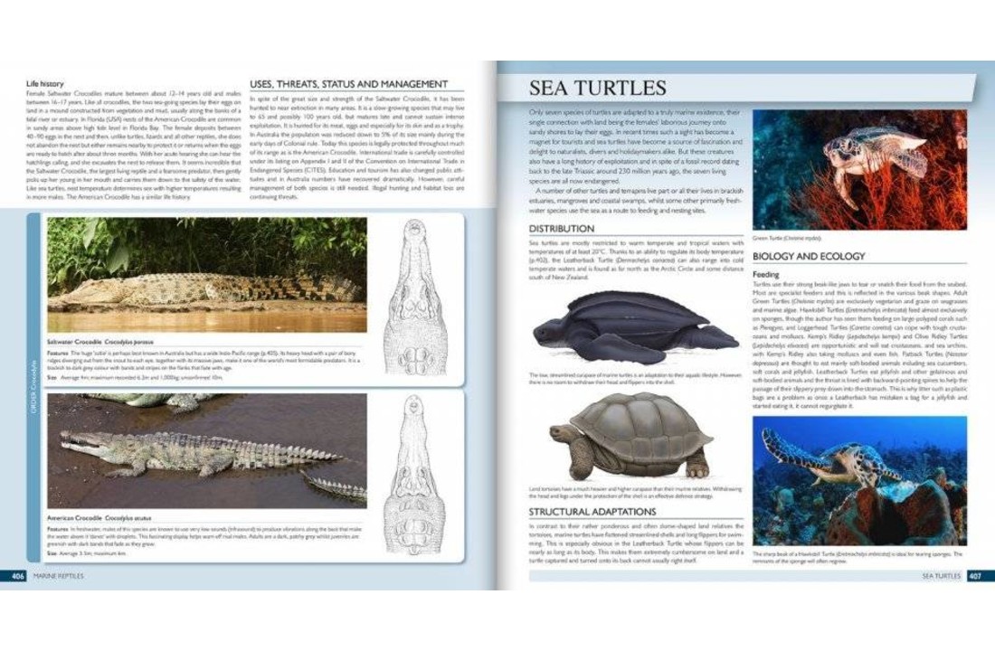 The Marine World: A Natural History of Ocean Life