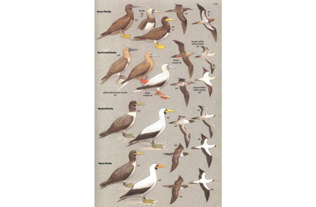 Birds of Central America