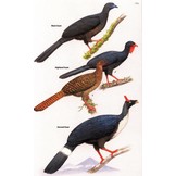 Birds of Central America