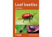Leaf Beetles
