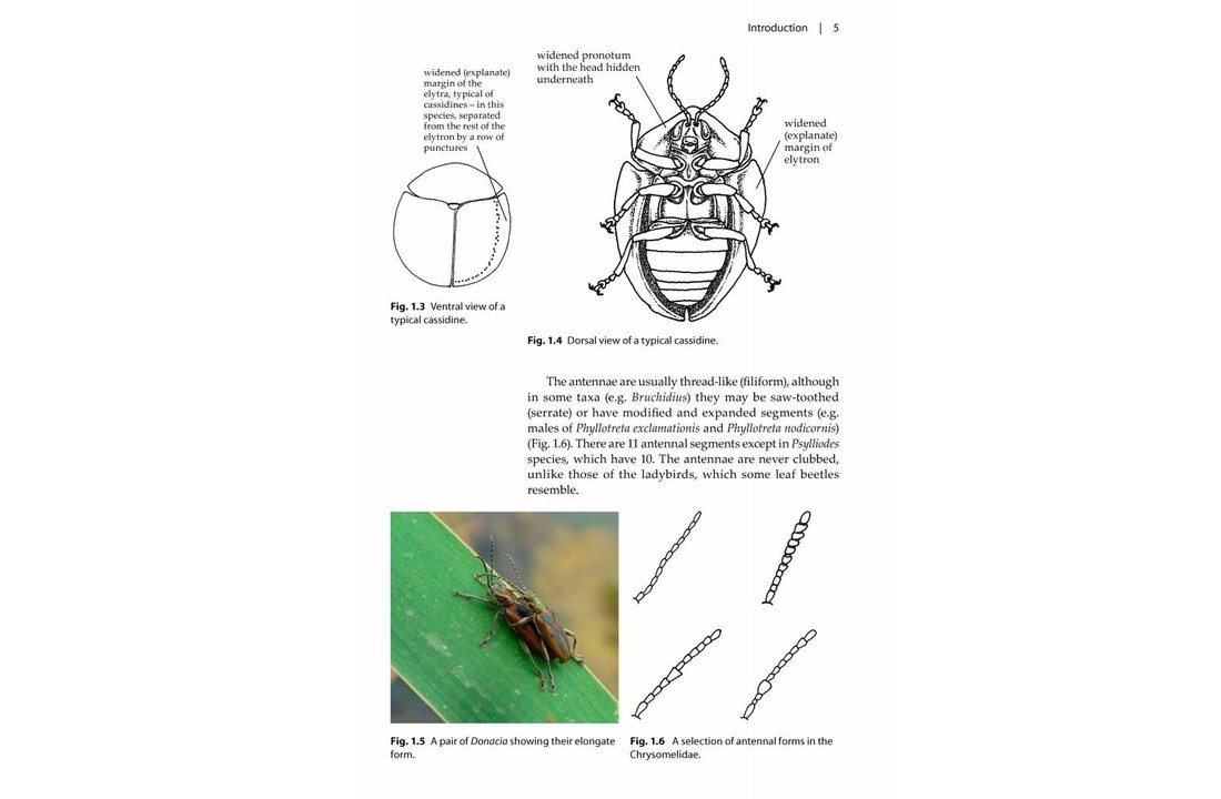 Leaf Beetles