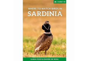 Where to Watch Birds in Sardinia