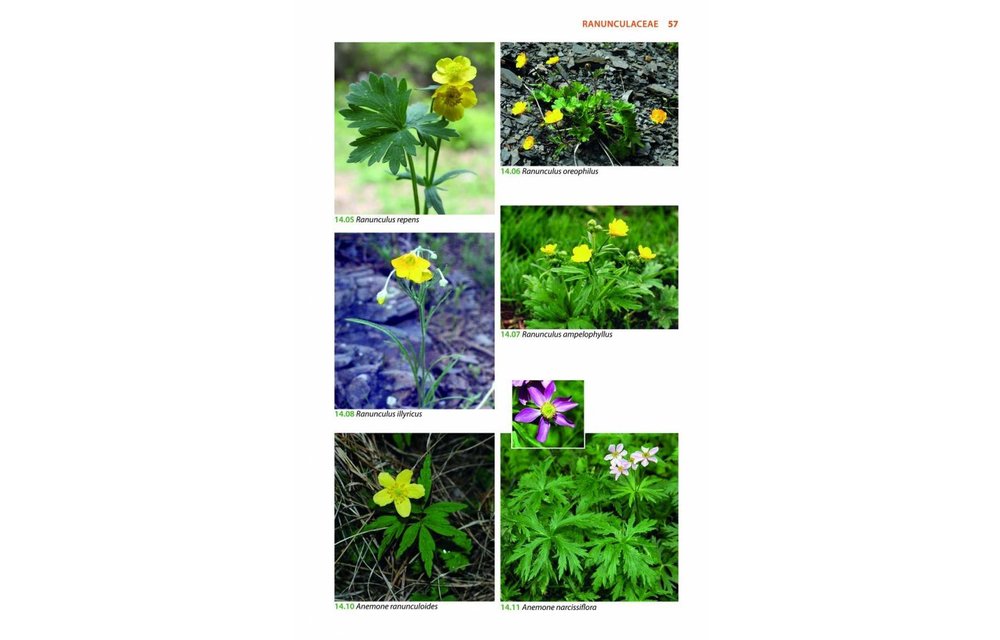 Mountain Flowers and Trees of Caucasia