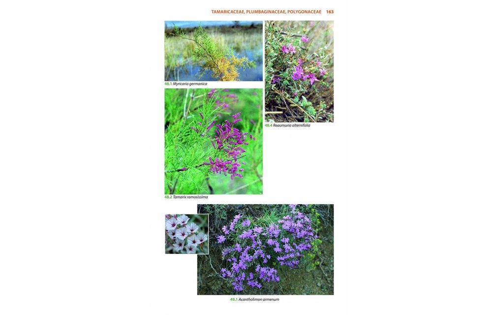 Mountain Flowers and Trees of Caucasia