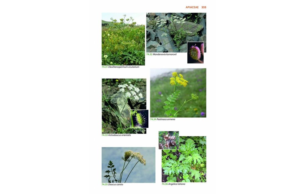 Mountain Flowers and Trees of Caucasia
