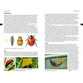 Field Guide to the Ladybirds of Great Britain and Ireland