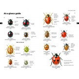 Field Guide to the Ladybirds of Great Britain and Ireland