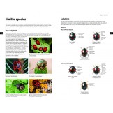 Field Guide to the Ladybirds of Great Britain and Ireland