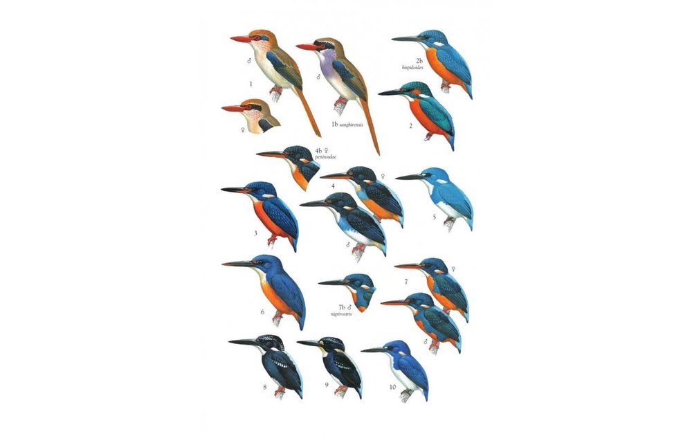 Birds of The Philippines, Sumatra, Java, Bali, Borneo, Sulawesi, the Lesser Sundas and the Moluccas