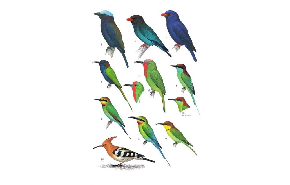Birds of The Philippines, Sumatra, Java, Bali, Borneo, Sulawesi, the Lesser Sundas and the Moluccas
