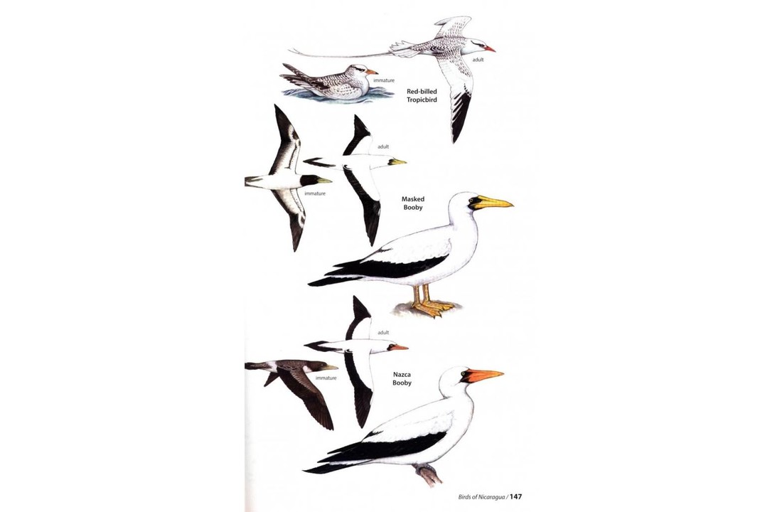 Birds of Nicaragua - A Field Guide