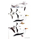 Birds of Nicaragua - A Field Guide