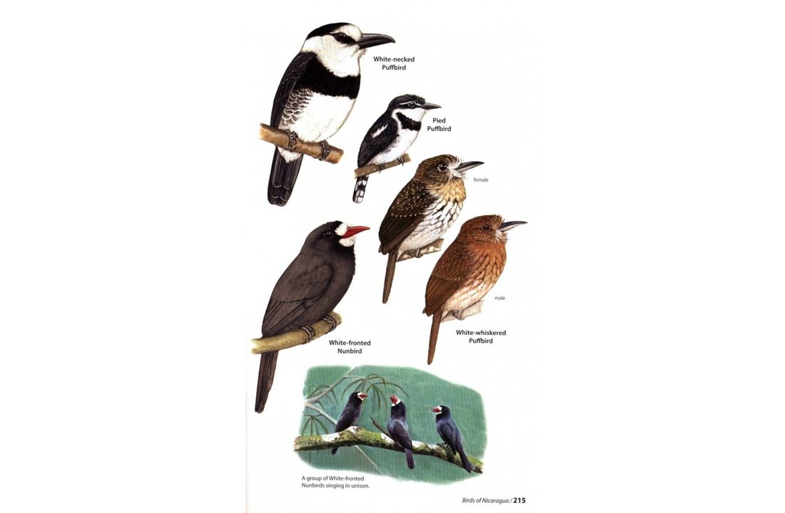 Birds of Nicaragua - A Field Guide