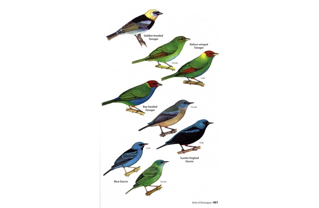 Birds of Nicaragua - A Field Guide