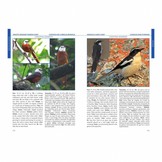 The Special Birds of Angola