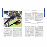 The Special Birds of Angola