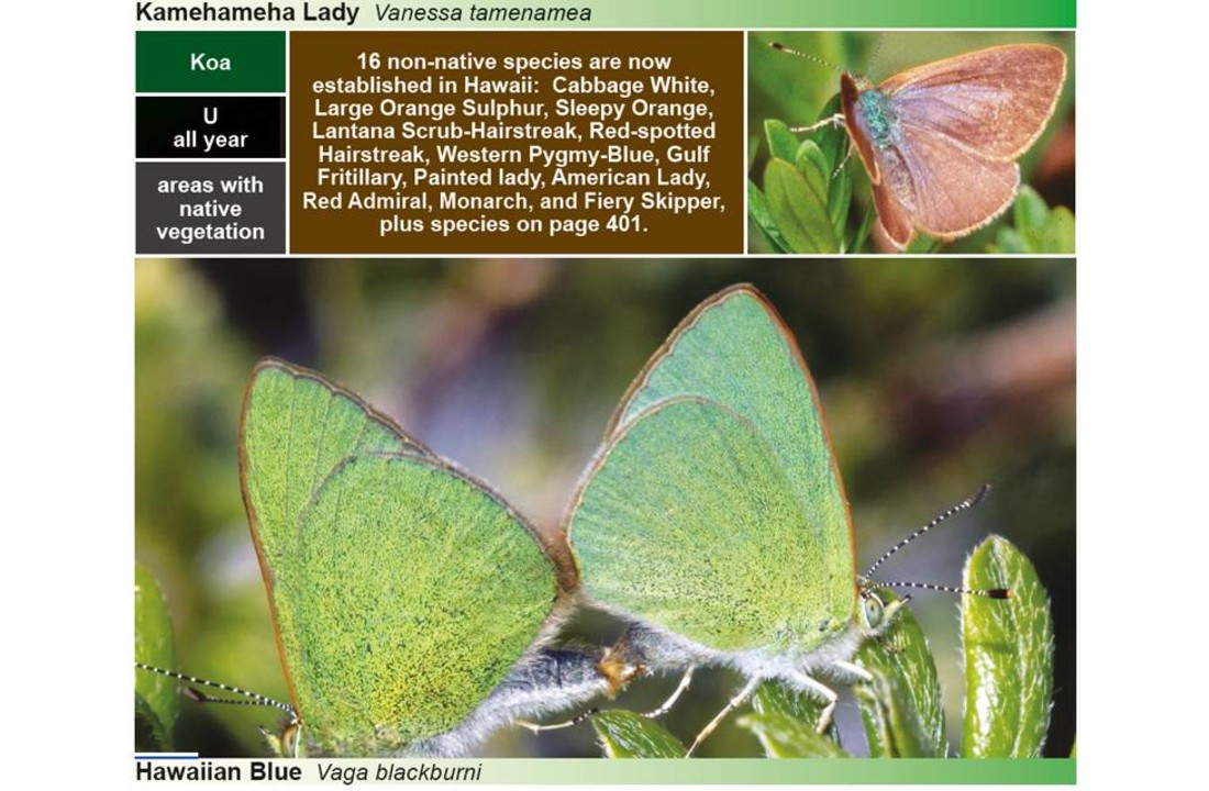 A Swift Guide to Butterflies of Mexico and Central America