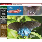 A Swift Guide to Butterflies of Mexico and Central America