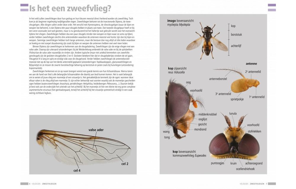 Veldgids Zweefvliegen