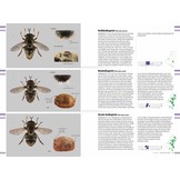 Veldgids Zweefvliegen