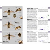 Veldgids Zweefvliegen