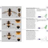 Veldgids Zweefvliegen