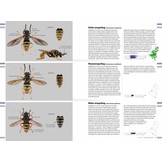 Veldgids Zweefvliegen