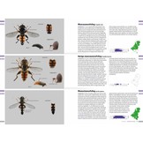 Veldgids Zweefvliegen